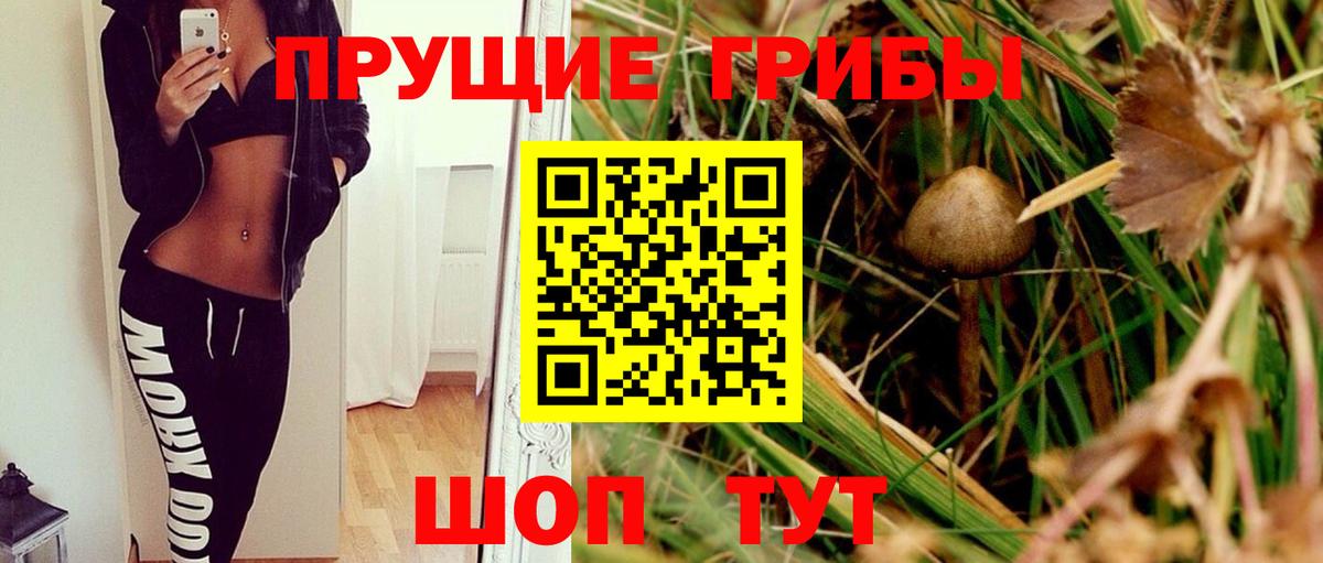 Псилоцибиновые грибы Psilocybine cubensis Россошь